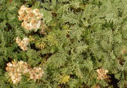 2013-08-18_Regina-F-Rau_Schachen_Blumen  (135).JPG